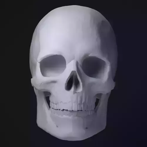 Skull STL human