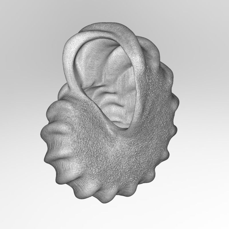shell ear with 3D print model_5