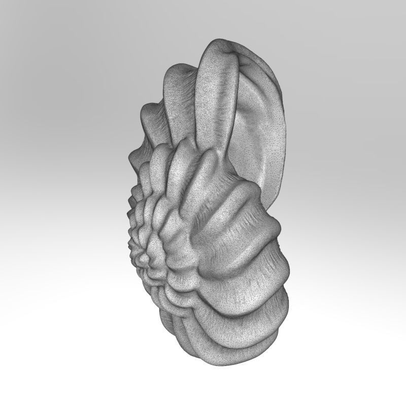 shell ear with 3D print model_4