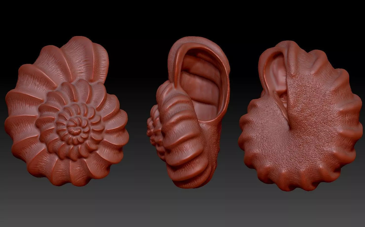 shell ear with 3D print model_0