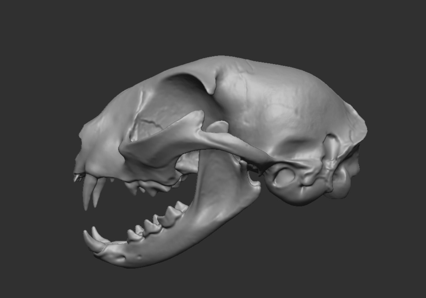 Skull Cat 3D model_1