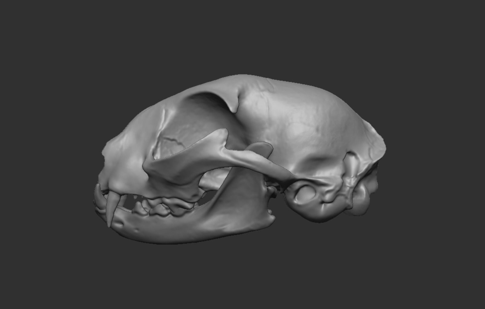 Skull Cat 3D model_37