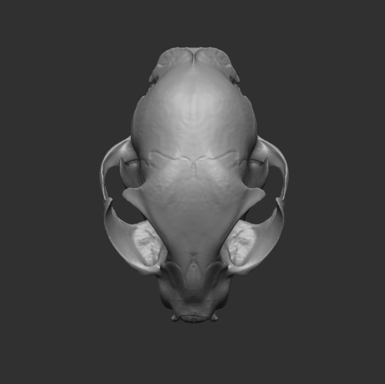 Skull Cat 3D model_40