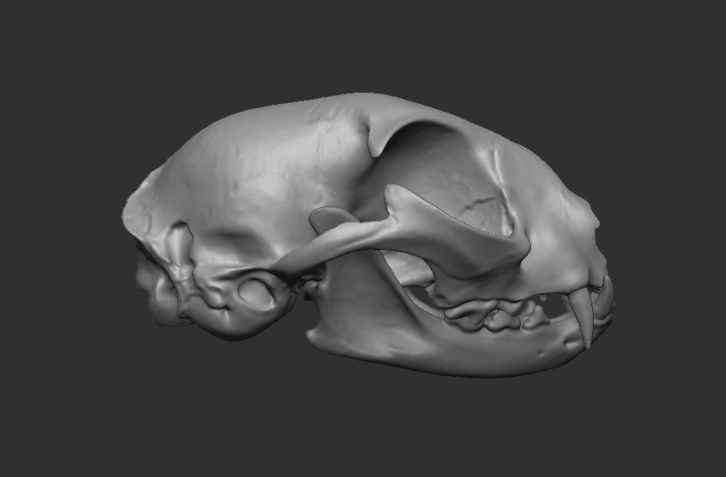 Skull Cat 3D model_17
