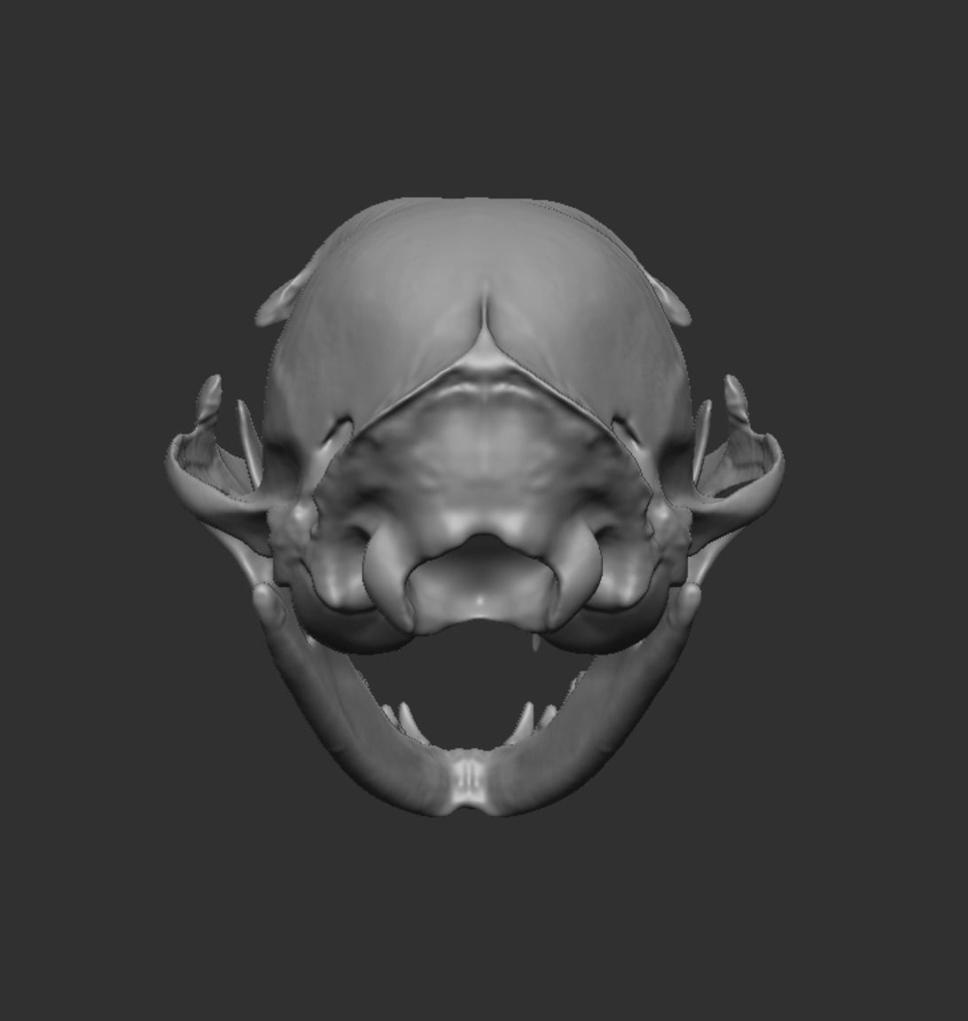 Skull Cat 3D model_11