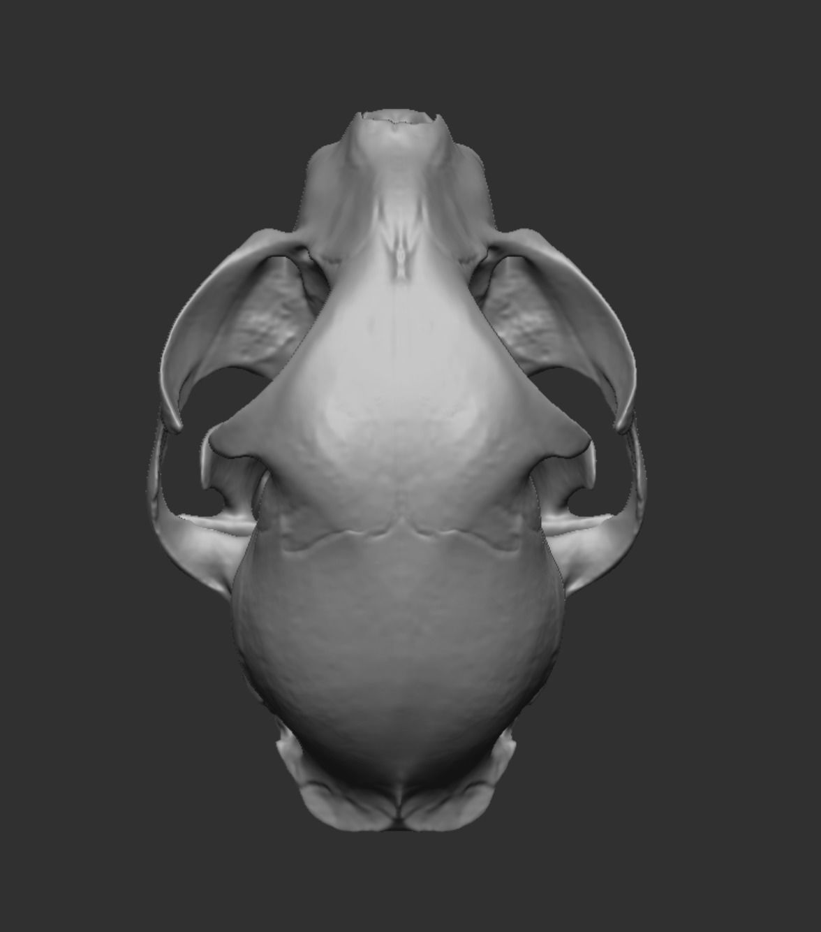 Skull Cat 3D model_13