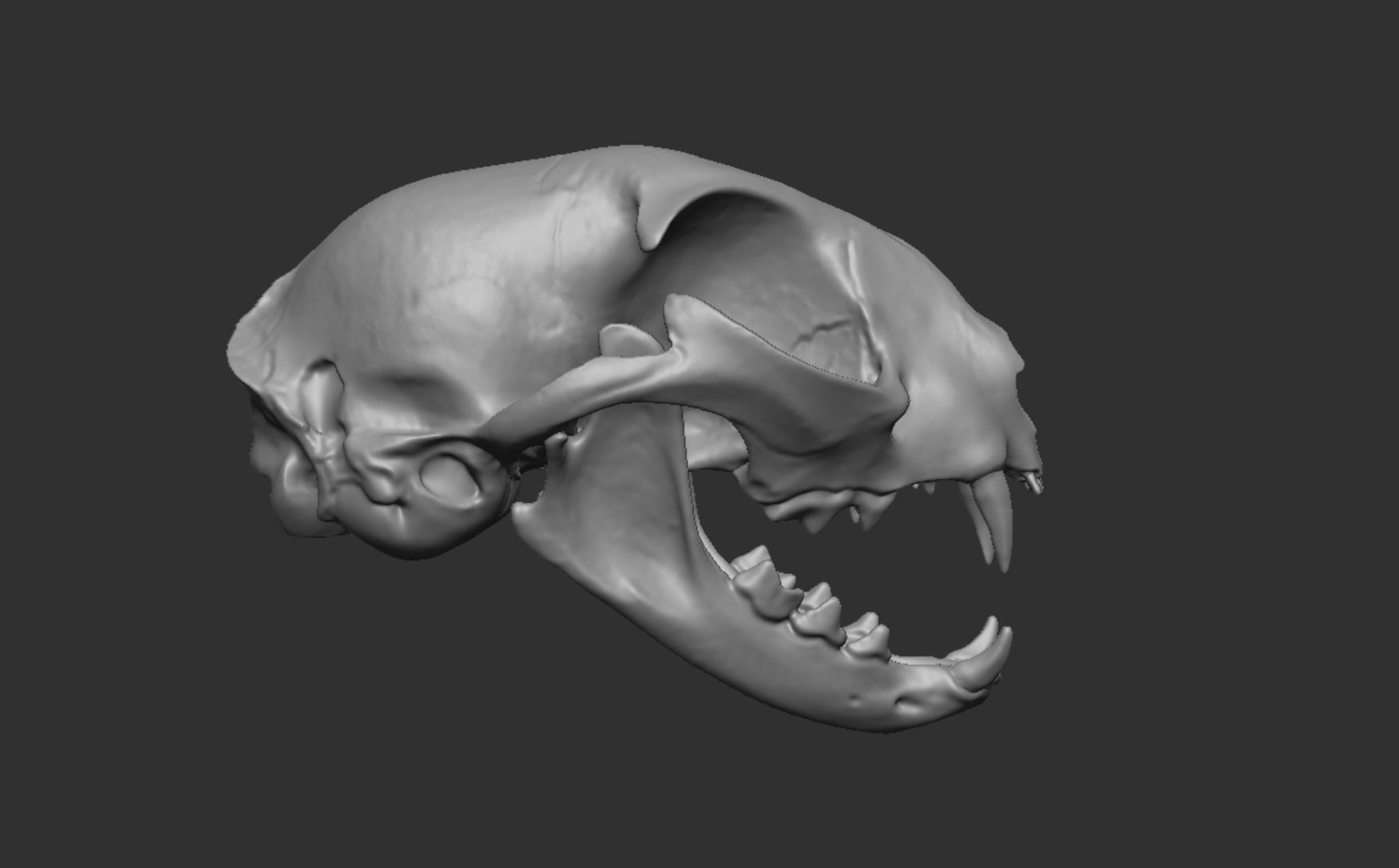 Skull Cat 3D model_10
