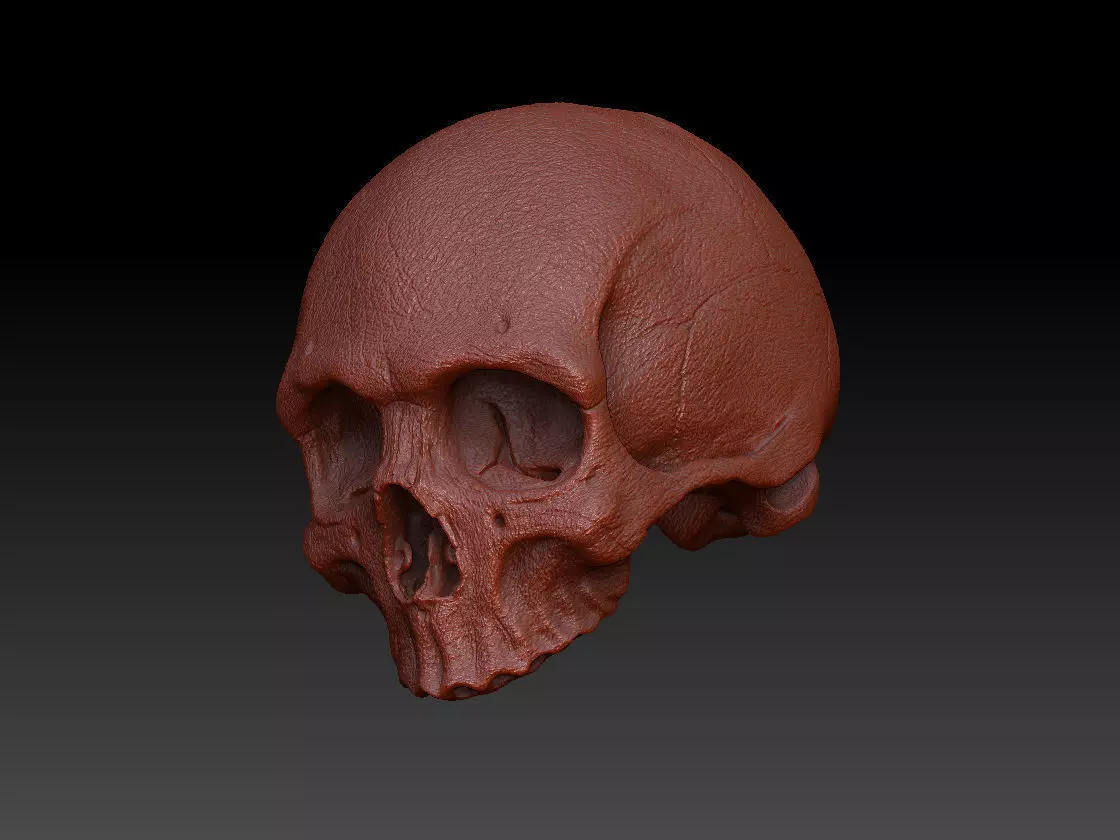 Skull Human Free 3D model_0