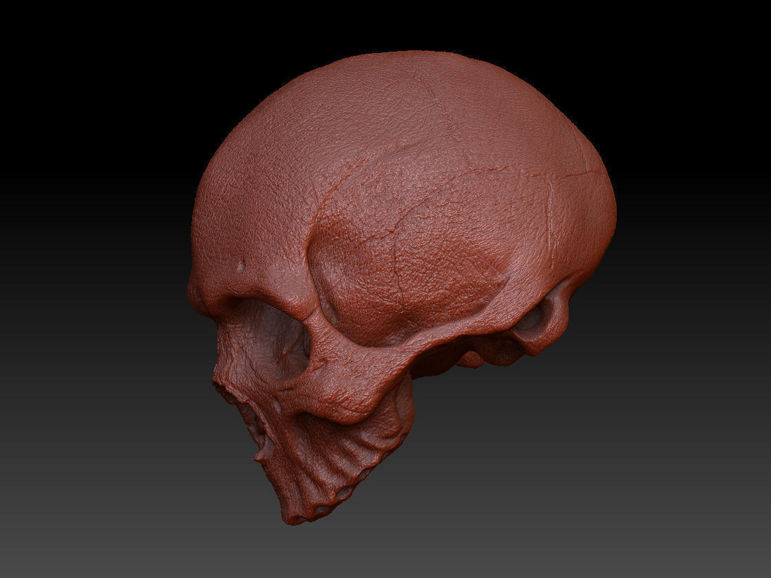Skull Human Free 3D model_9