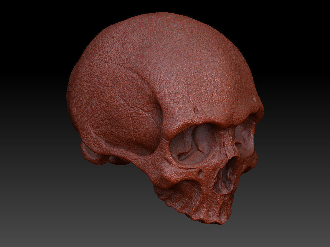 Skull Human Free 3D model_8
