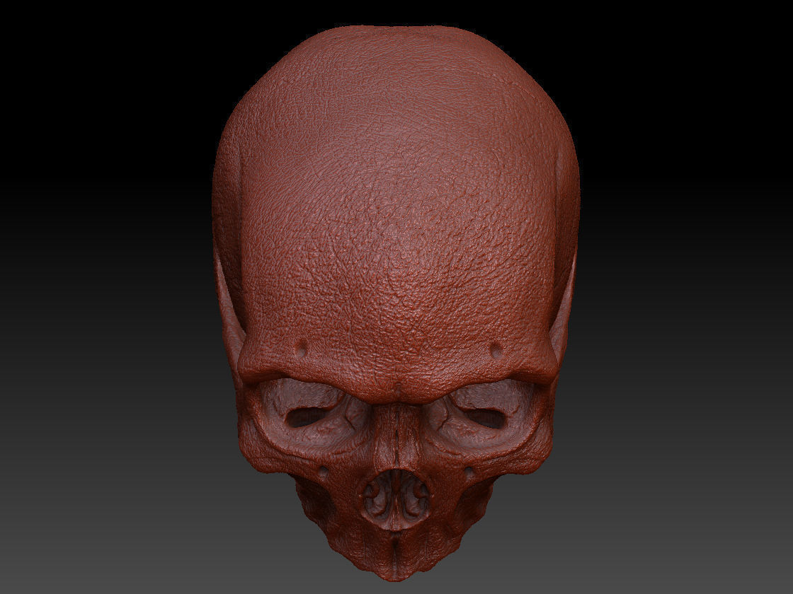 Skull Human Free 3D model_10
