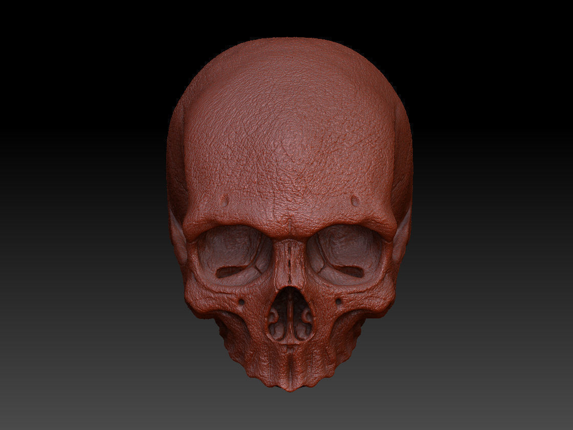 Skull Human Free 3D model_11