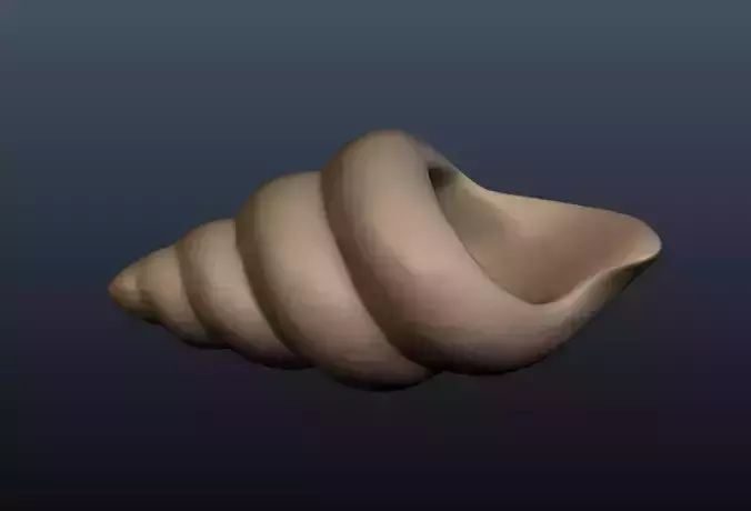 Seashell shell 3D print model