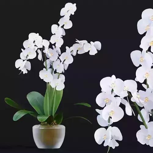 Orchid flowers vol 173