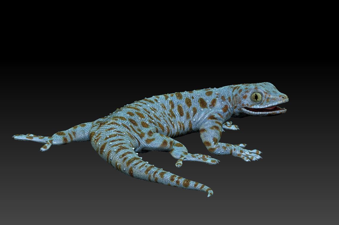Gecko lizard 3D print model_2