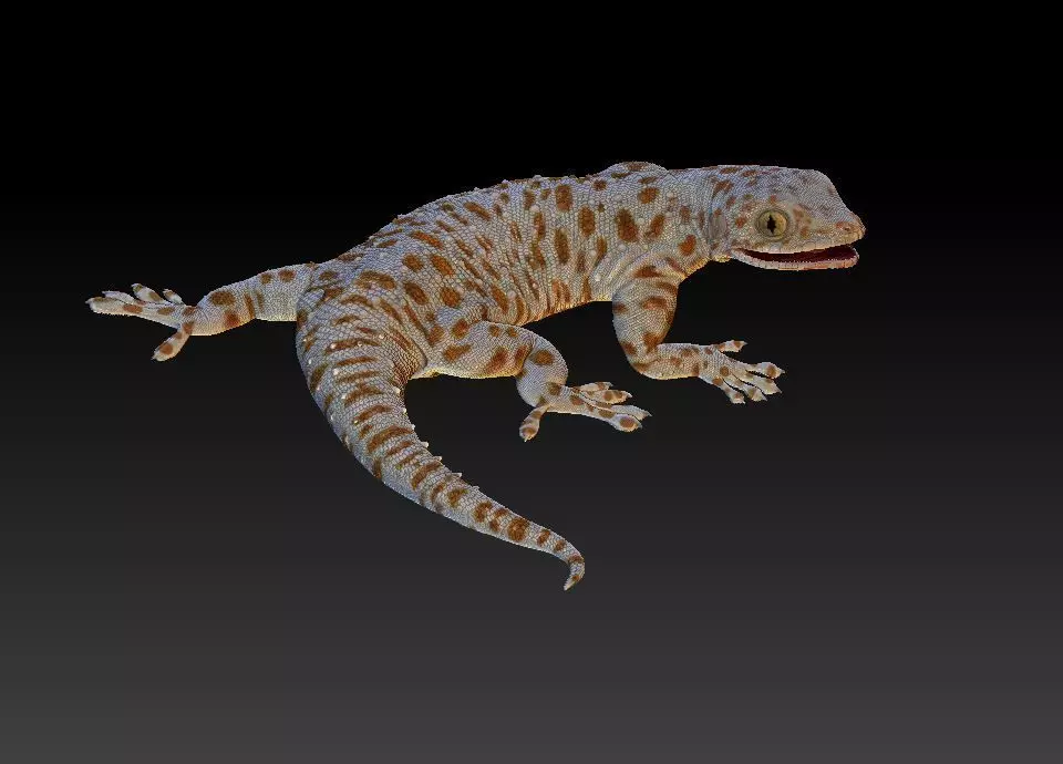 Gecko lizard 3D print model_0