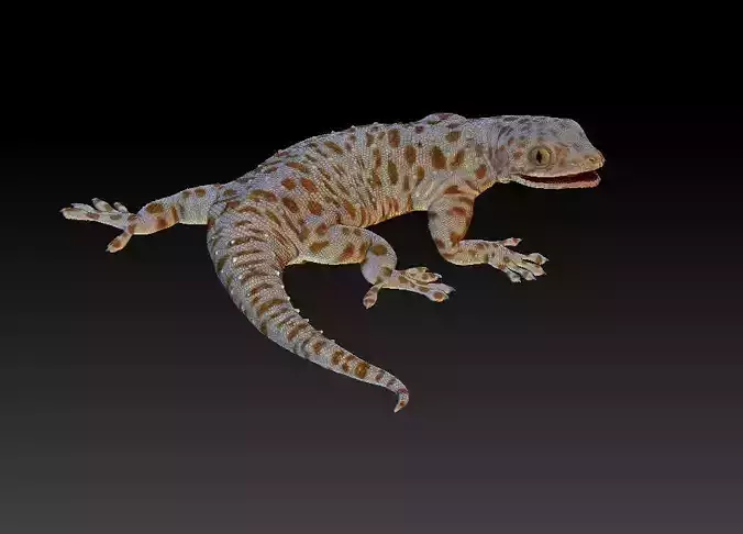 Gecko lizard 3D print model