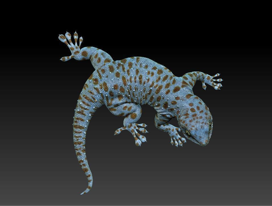 Gecko lizard 3D print model_3