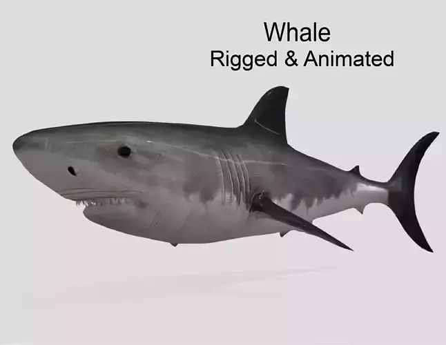 Shark Animated Low-poly Low-poly 3D model