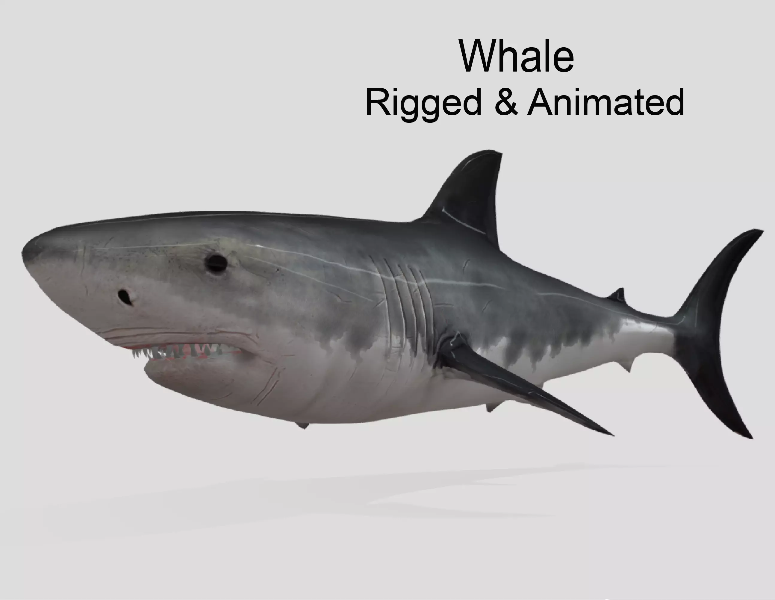 Shark Animated Low-poly Low-poly 3D model
