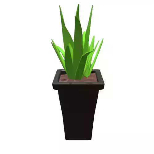 Vase aloe vera
