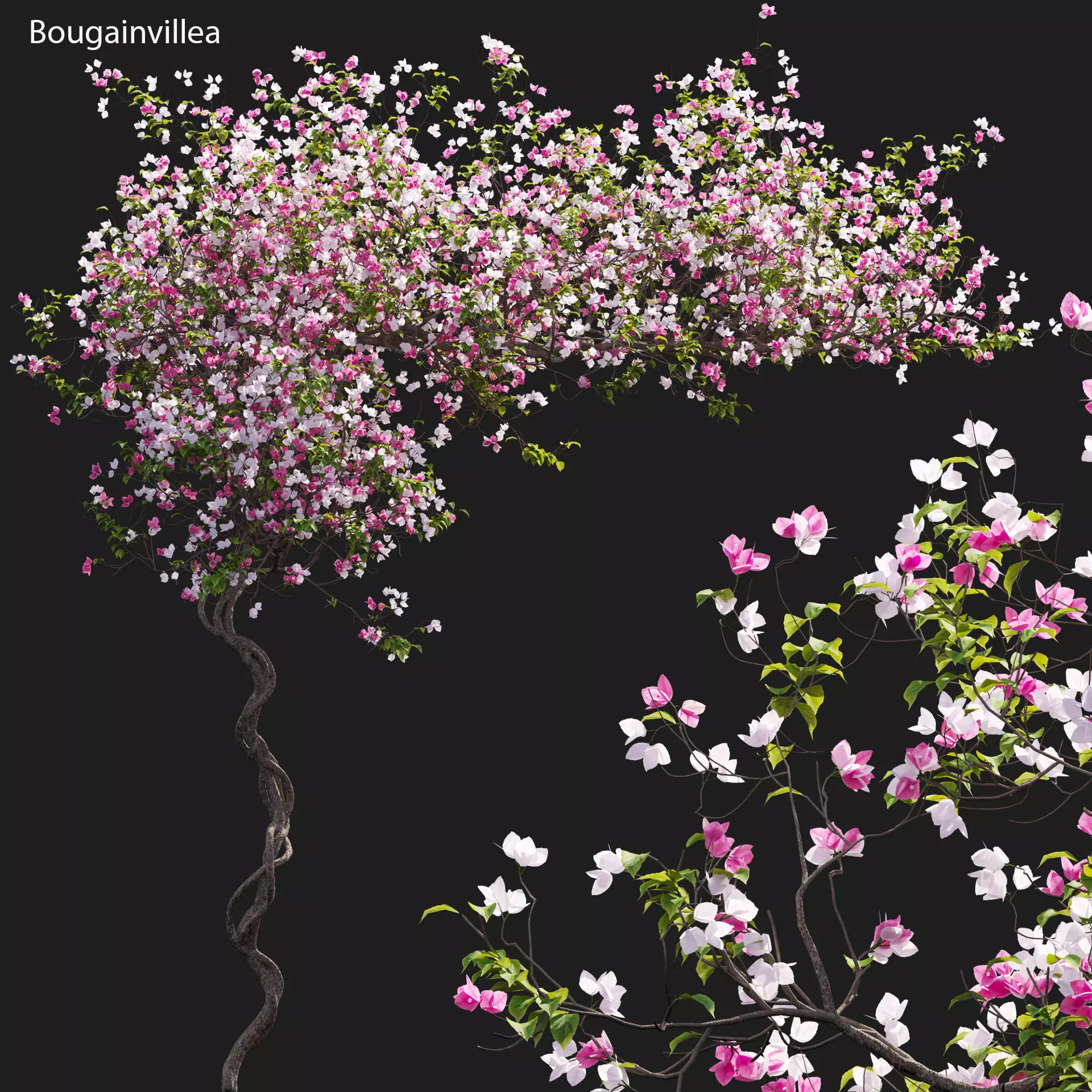 Bougainvillea 12 3D model