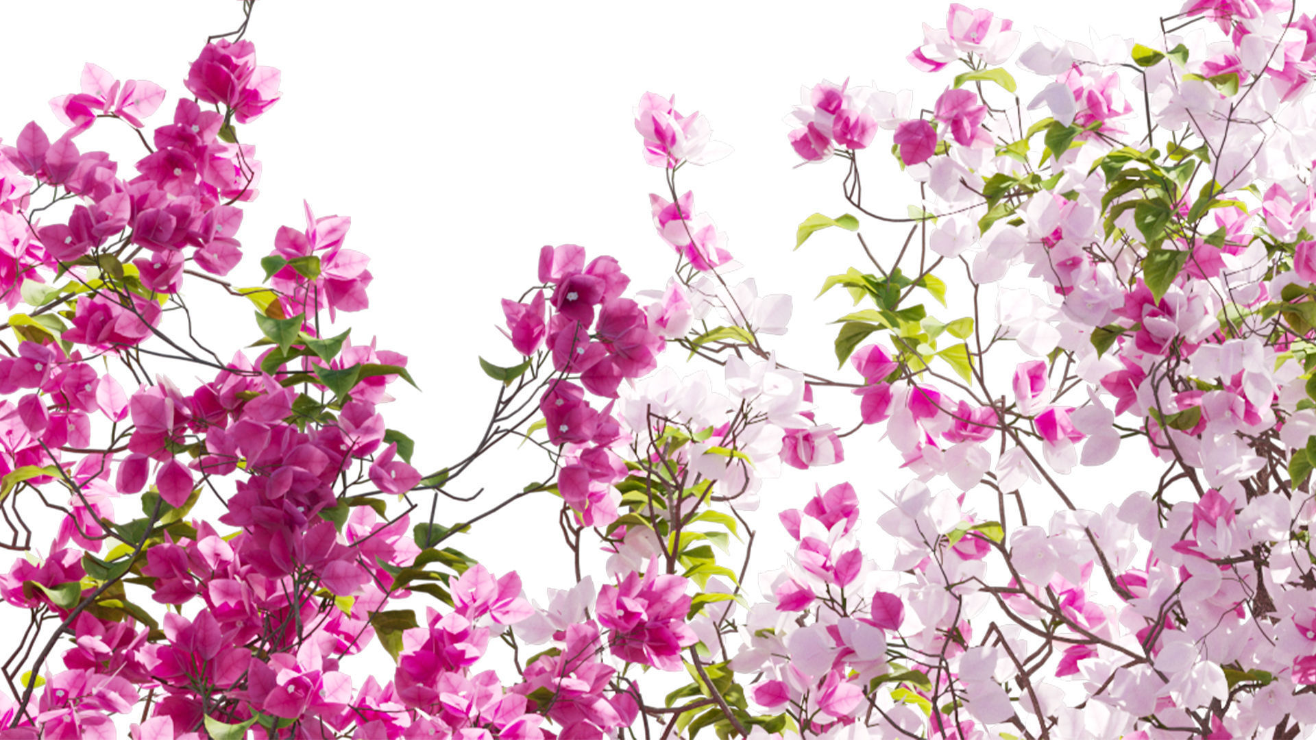 Bougainvillea 14 3D model_5