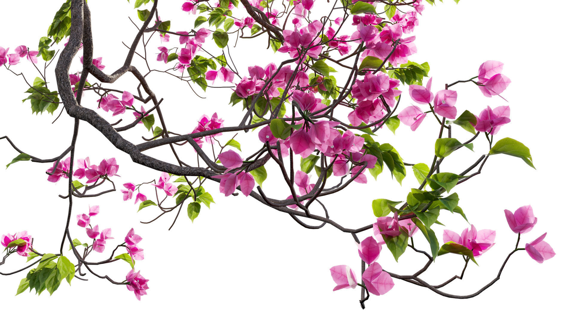 Bougainvillea 14 3D model_4