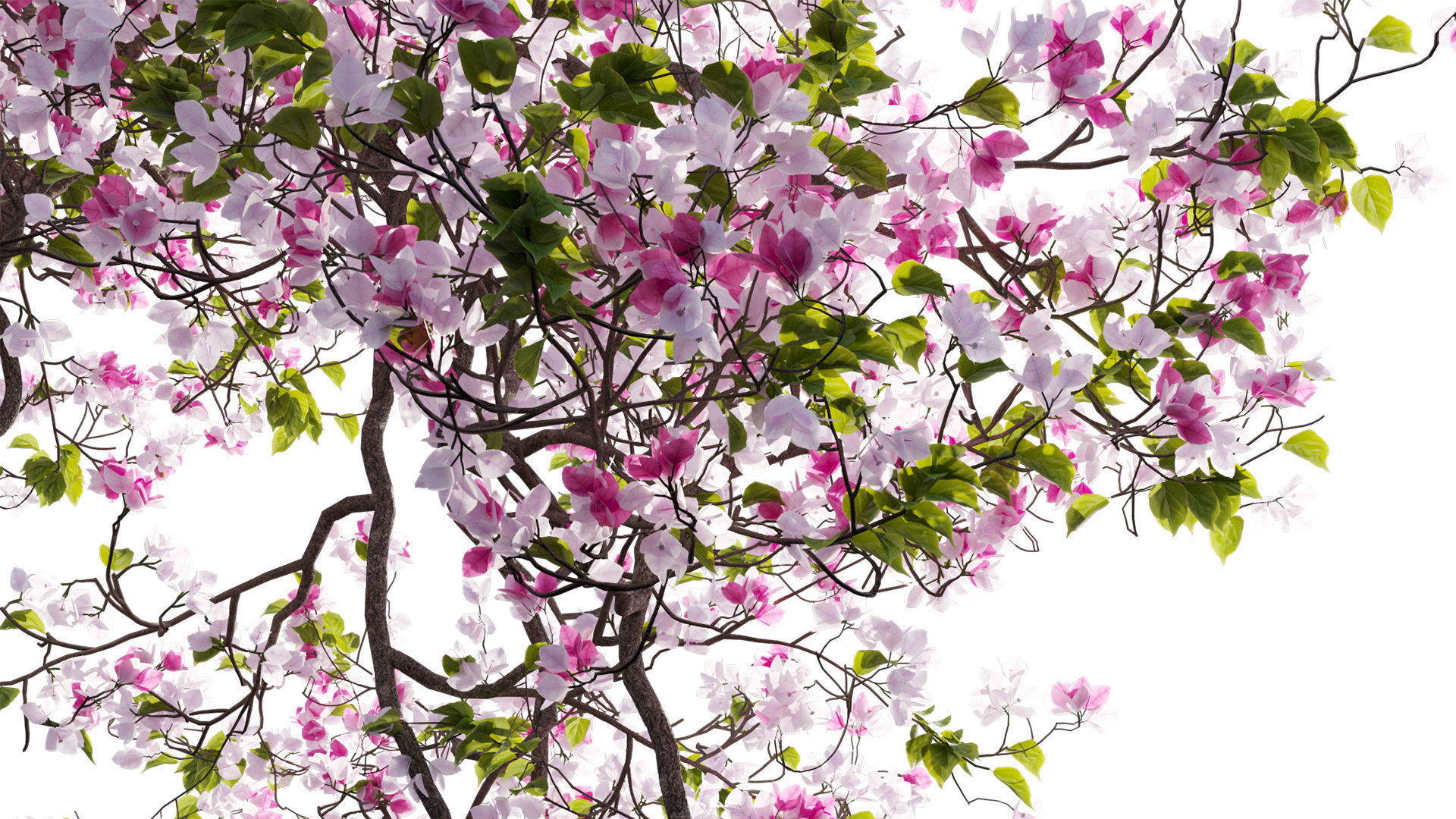 Bougainvillea 14 3D model_1