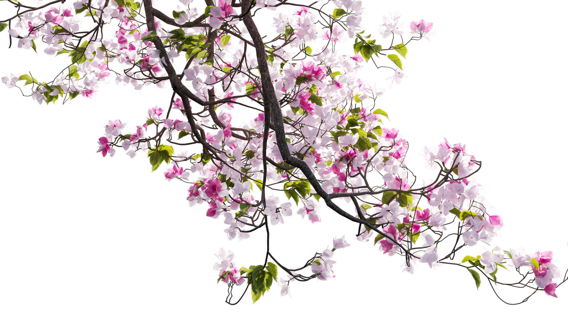 Bougainvillea 14 3D model_2