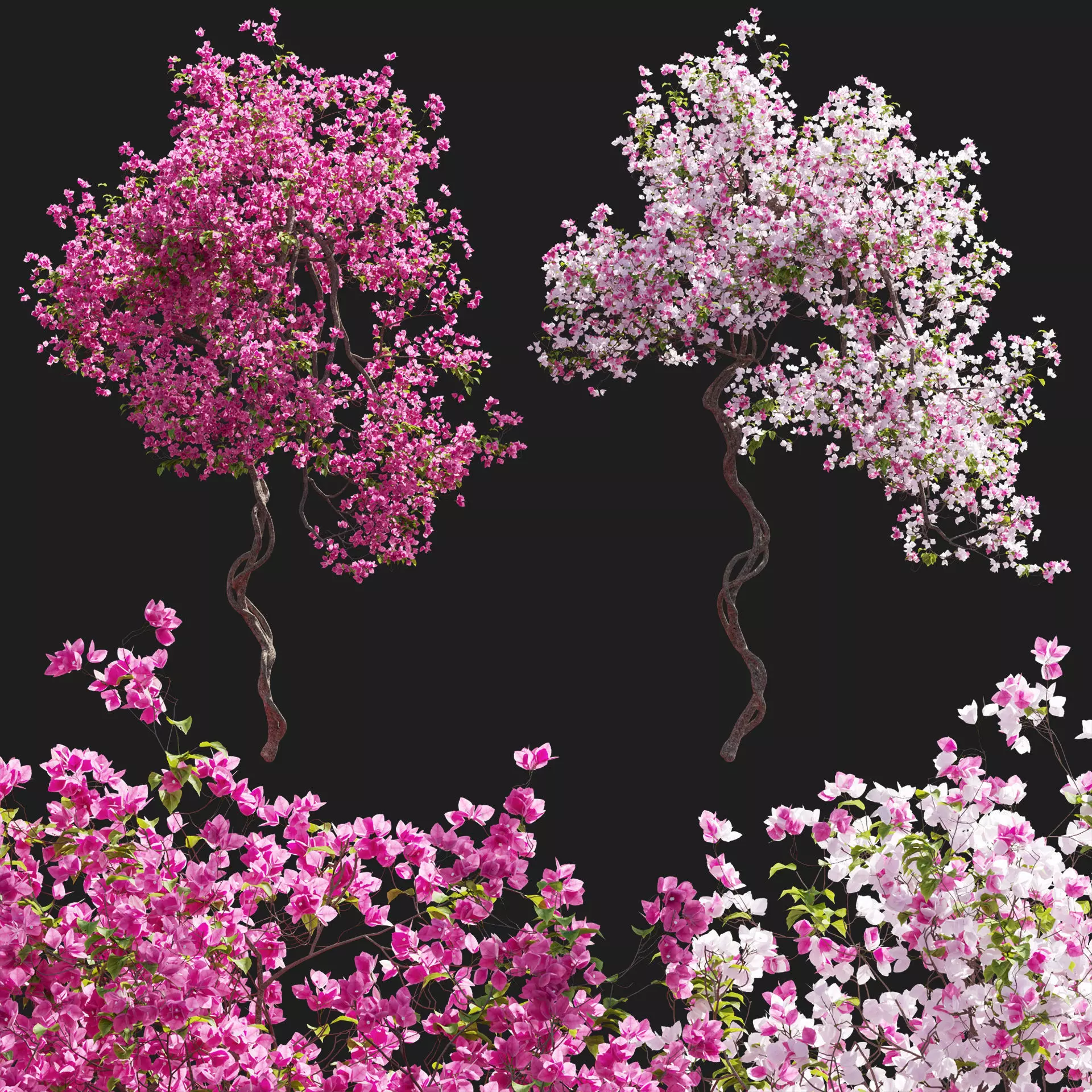 Bougainvillea 14 3D model_0
