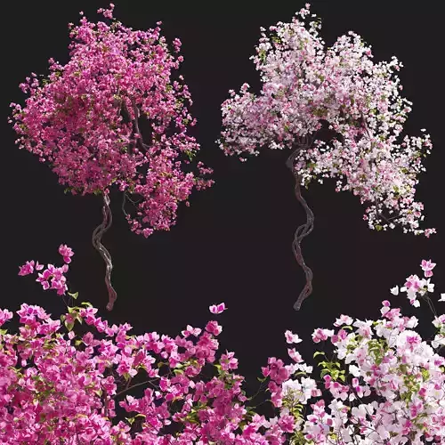 Bougainvillea 14