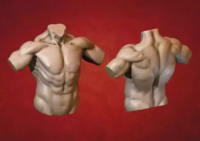 Male Torso