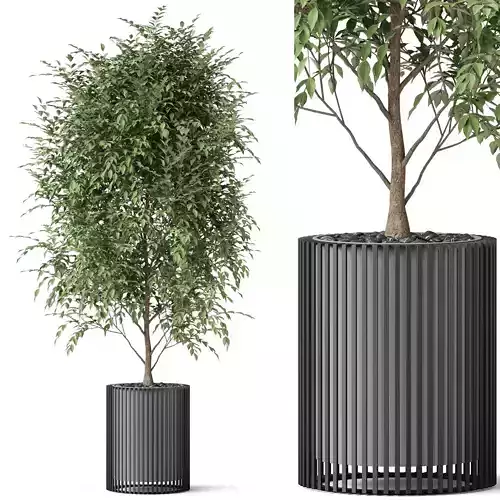 Plants collection 871