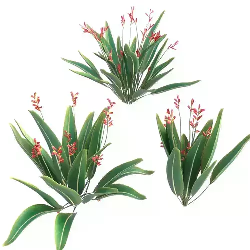 Bird of paradise flower plants