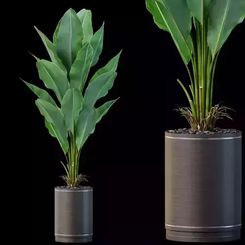 Plants collection 876