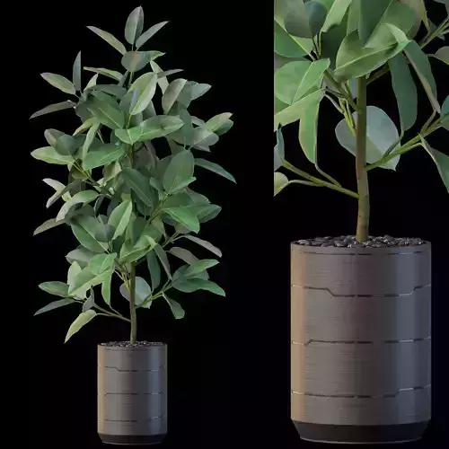 Plants collection 877