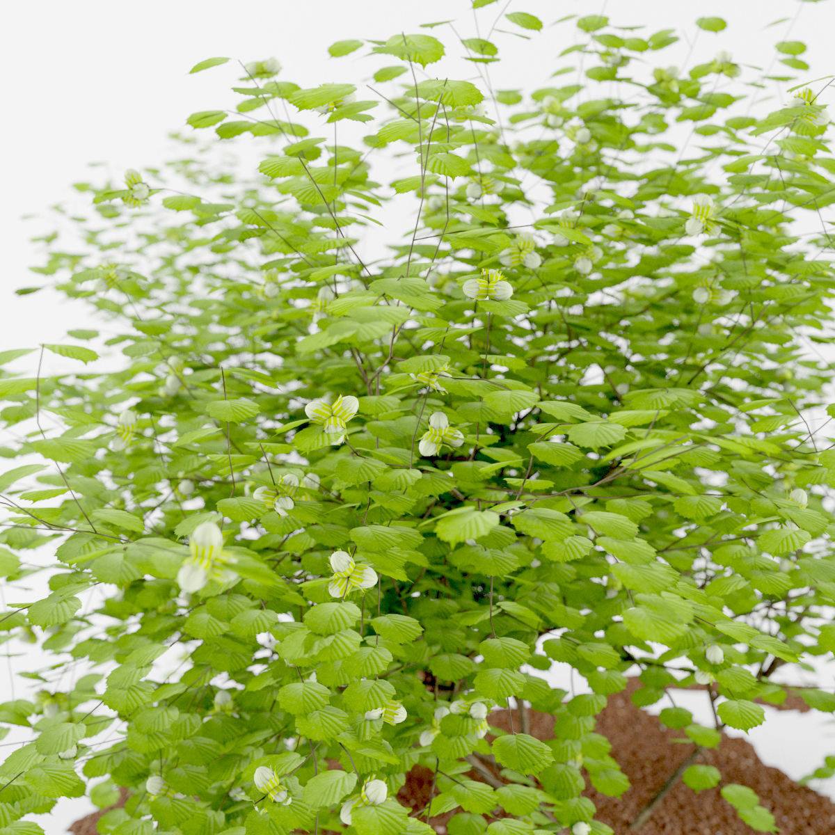 Common haze corylus avellana 3D model_1