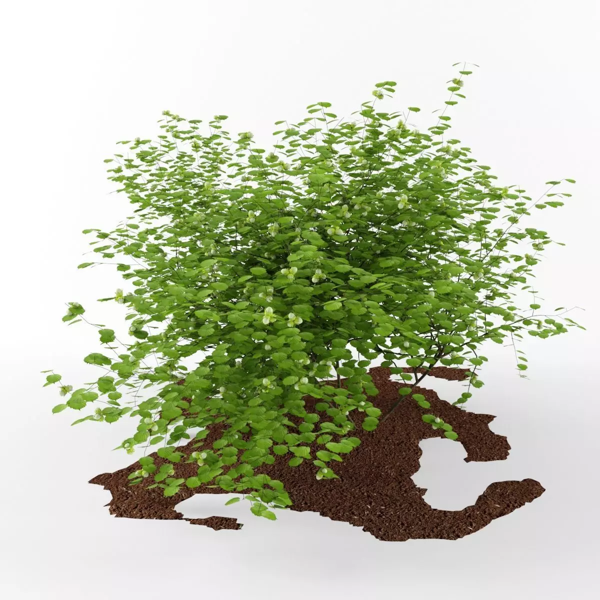 Common haze corylus avellana 3D model_0