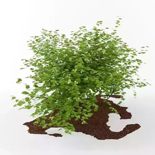 Common haze corylus avellana