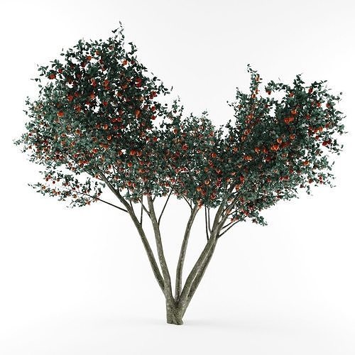 apple tree - malus 3D model