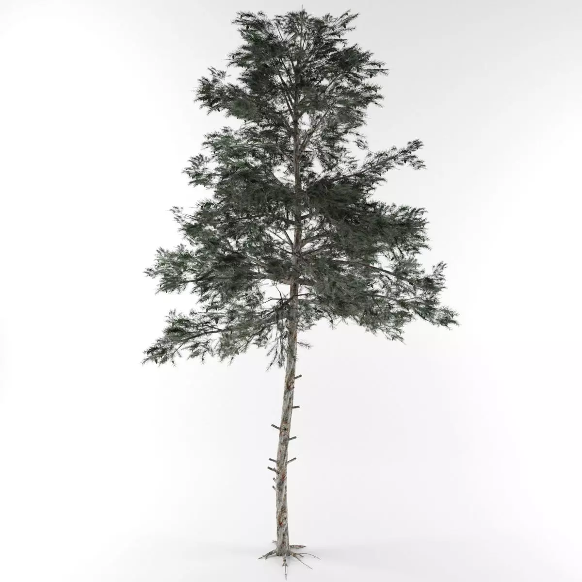 pine tree  3D model_0