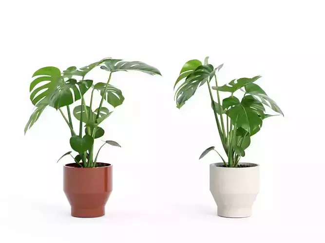 Plant Monstera Deliciosa S 3D model