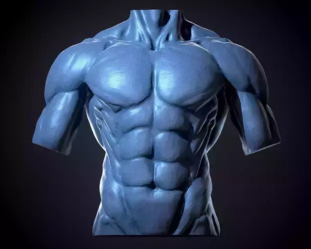 Male Human Torso 3D model