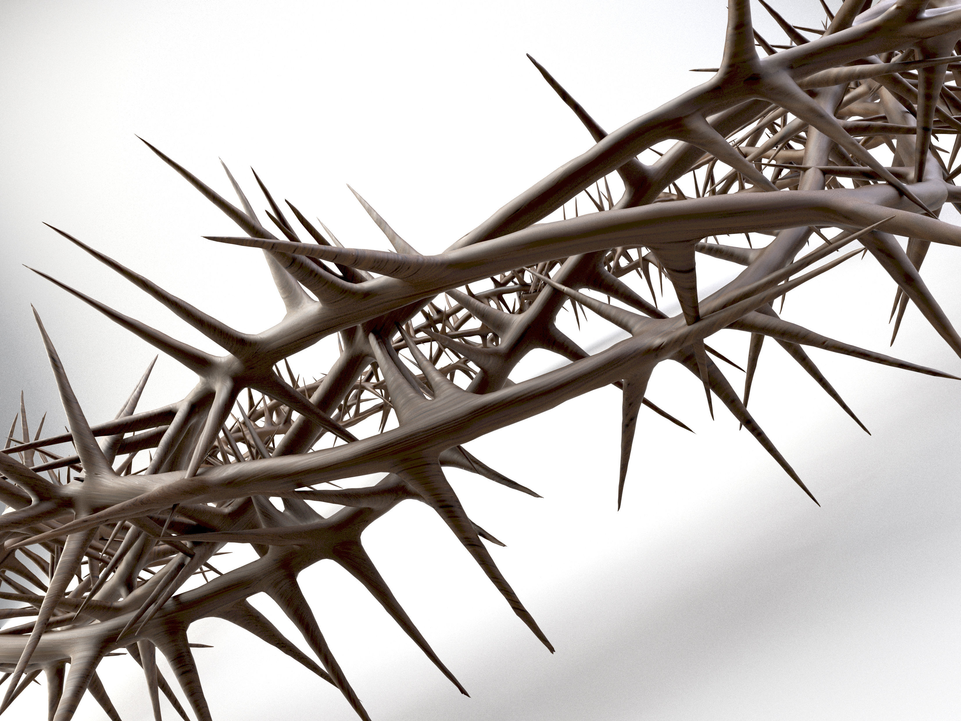 Crown Of Thorns 3 3D model_1