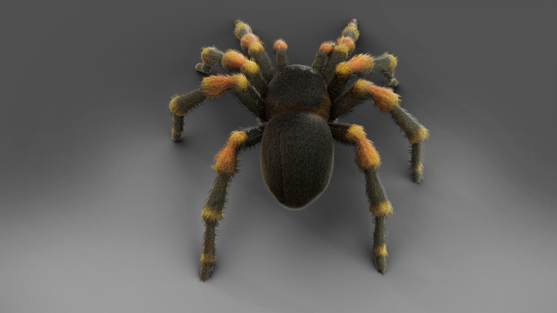 3D Spider Tarantula Rigged and Animation Low-poly 3D model_6