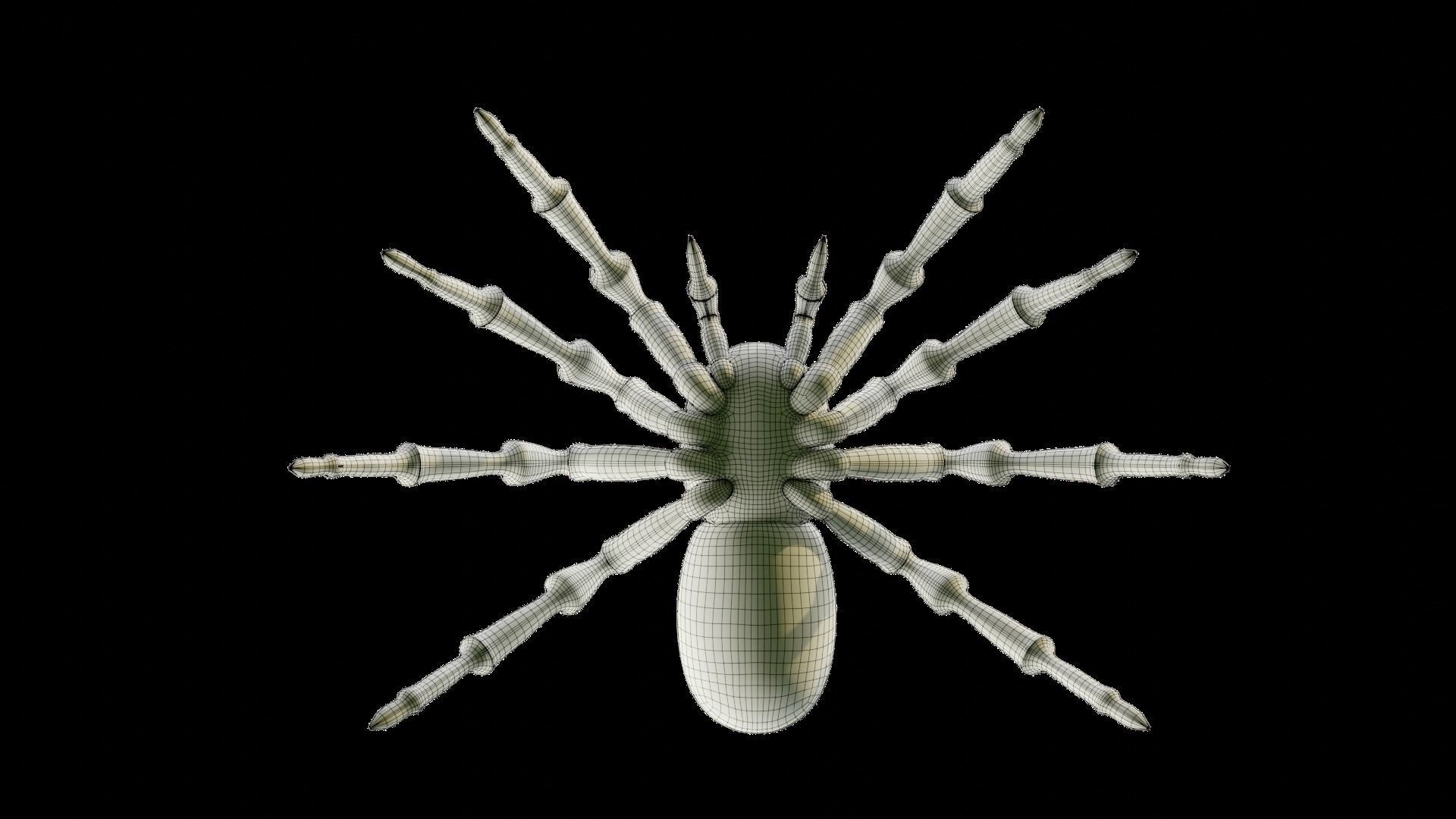 3D Spider Tarantula Rigged and Animation Low-poly 3D model_9