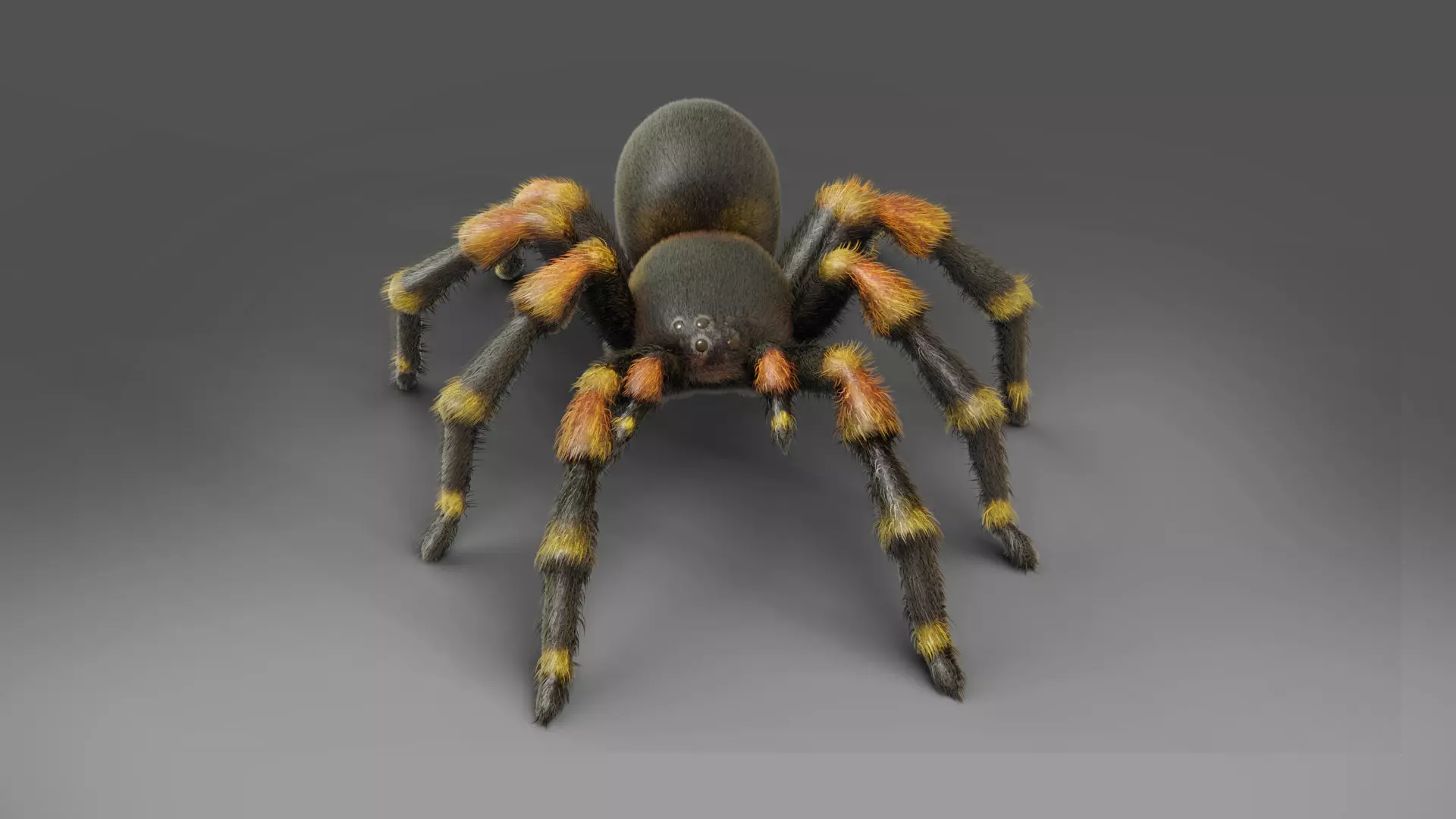 3D Spider Tarantula Rigged and Animation Low-poly 3D model_0