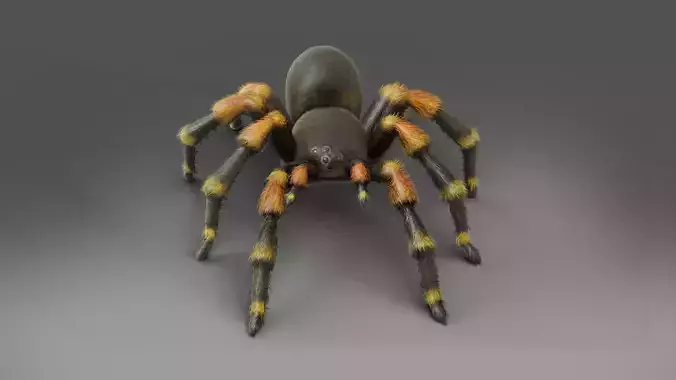 3D Spider Tarantula Rigged and Animation