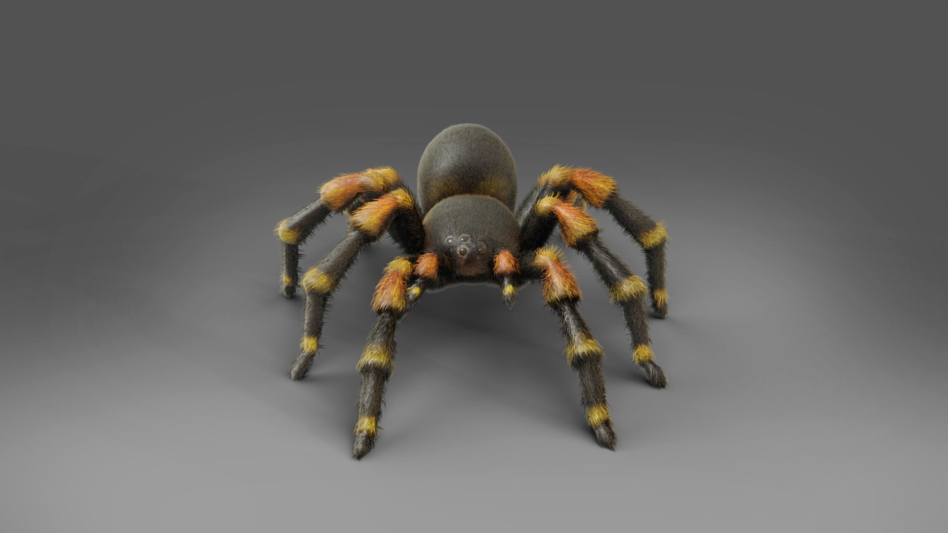 3D Spider Tarantula Rigged and Animation Low-poly 3D model_5